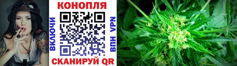 цена Камызяк Конопля VHQ